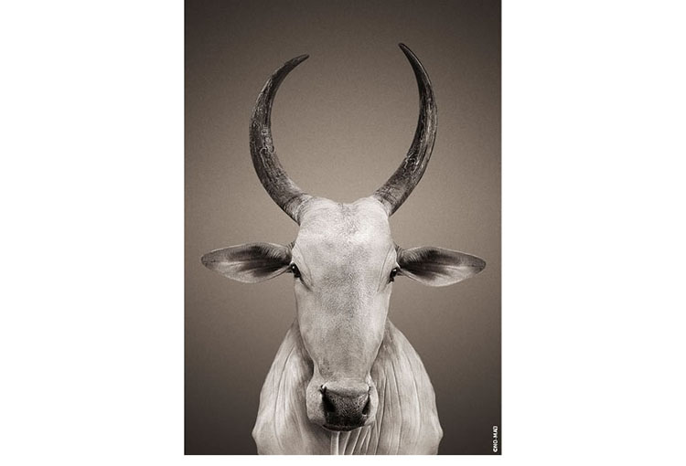 nomad-india-nandi-mascot-holy-cow