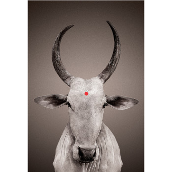 no-mad-india-nandi-with-bindi-portrait